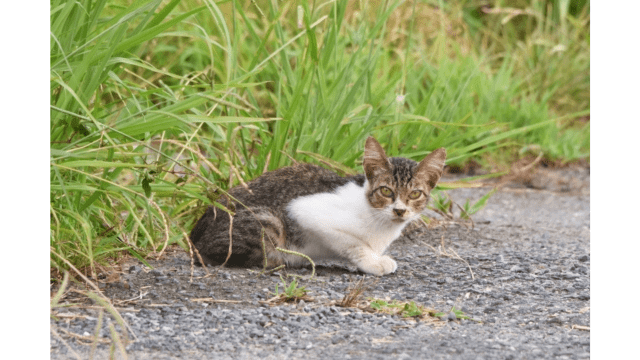 猫が来なくなる方法を解説！