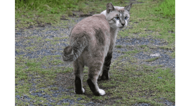 防犯砂利は猫よけや猫のフン対策に効果あるの？